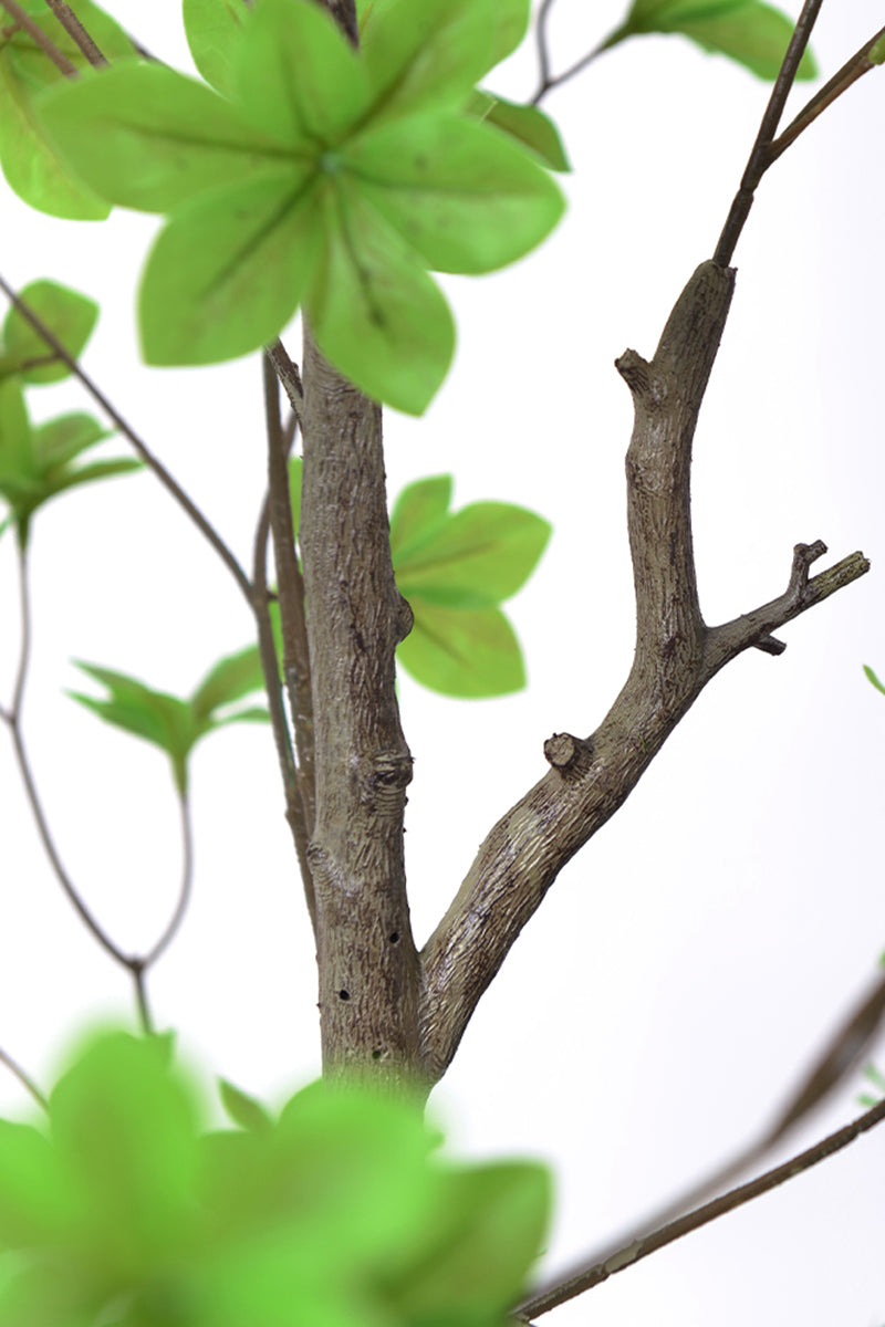Enkianthus G: with Green Leaves