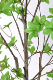 Enkianthus G: with Green Leaves
