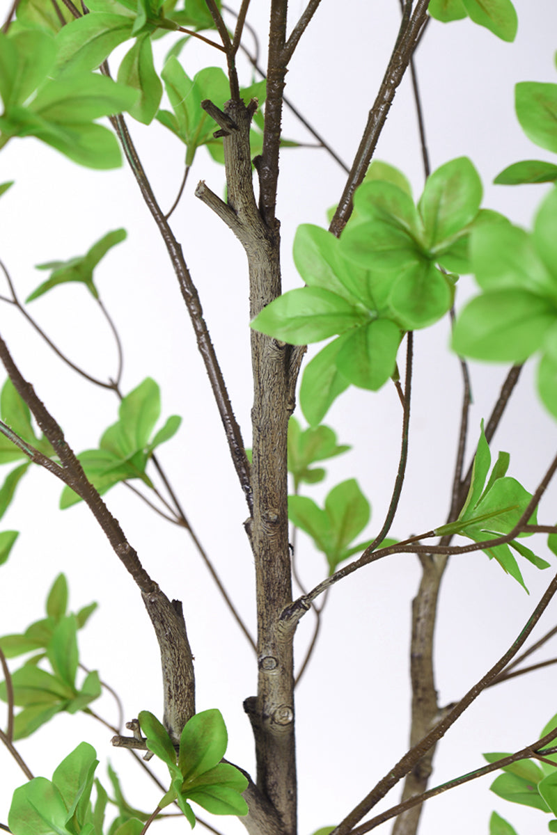 Enkianthus G: with Green Leaves