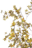 Enkianthus Y: Large Artificial Tree with Yellow Leaves