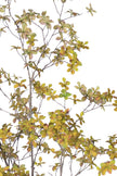Enkianthus Y: Large Artificial Tree with Yellow Leaves