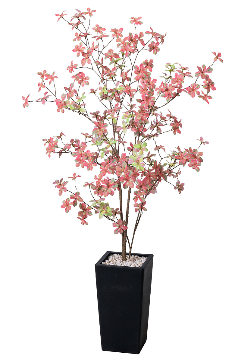 Enkianthus P: with Pink Leaves and Tall Black Planter