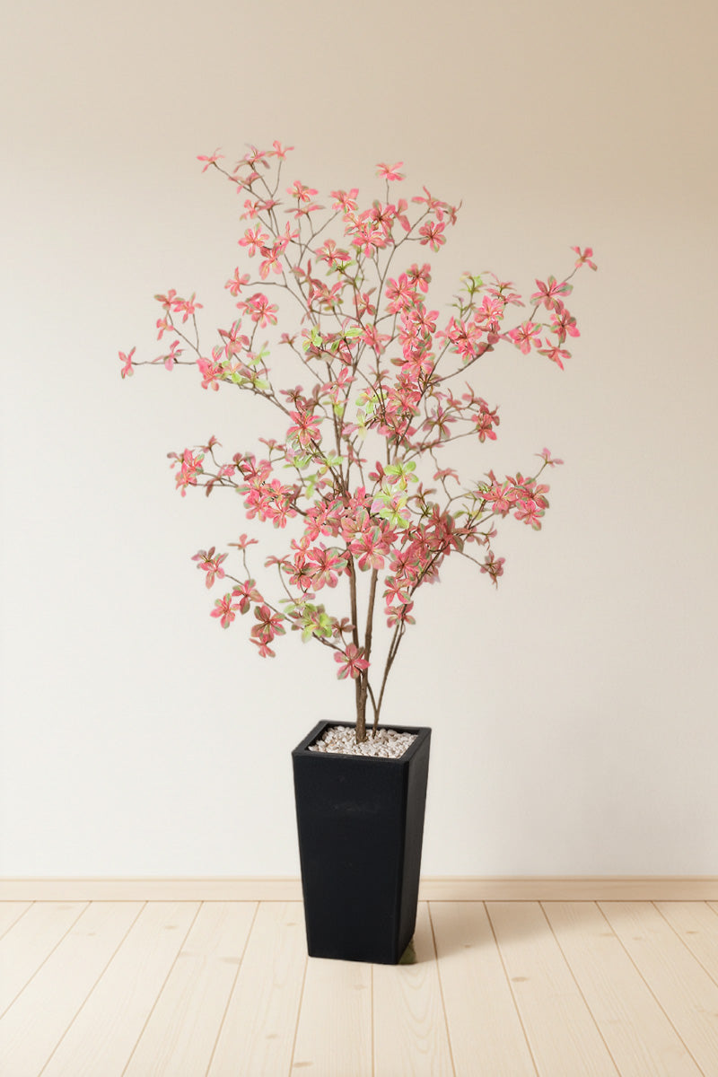 Enkianthus P: with Pink Leaves and Tall Black Planter