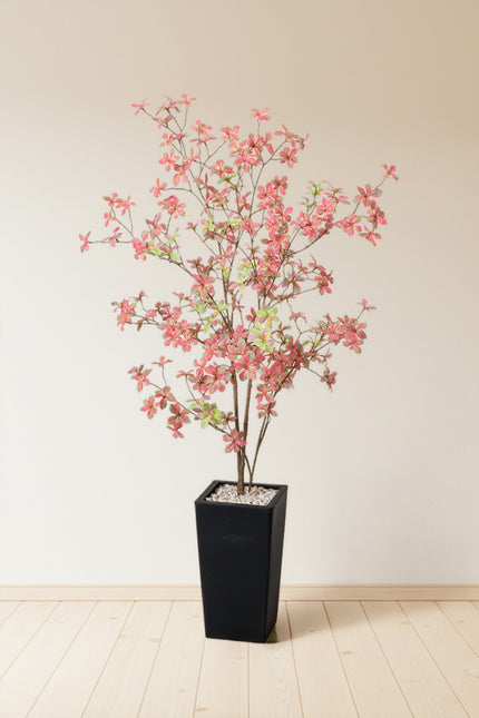 Enkianthus P: with Pink Leaves and Tall Black Planter