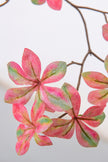 Enkianthus P: with Pink Leaves and Tall Black Planter