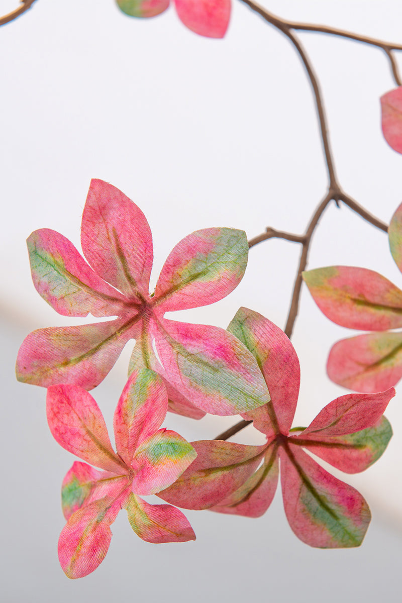 Enkianthus P: with Pink Leaves and Tall Black Planter