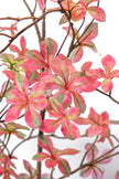 Enkianthus P: with Pink Leaves and Tall Black Planter