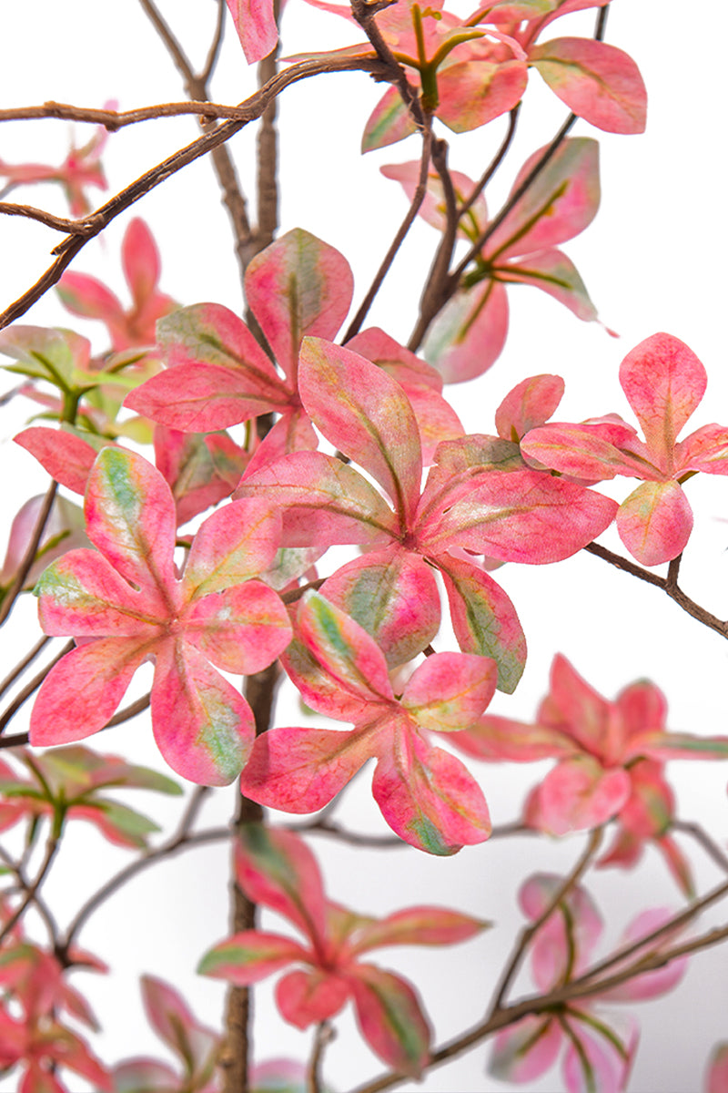 Enkianthus P: with Pink Leaves and Tall Black Planter