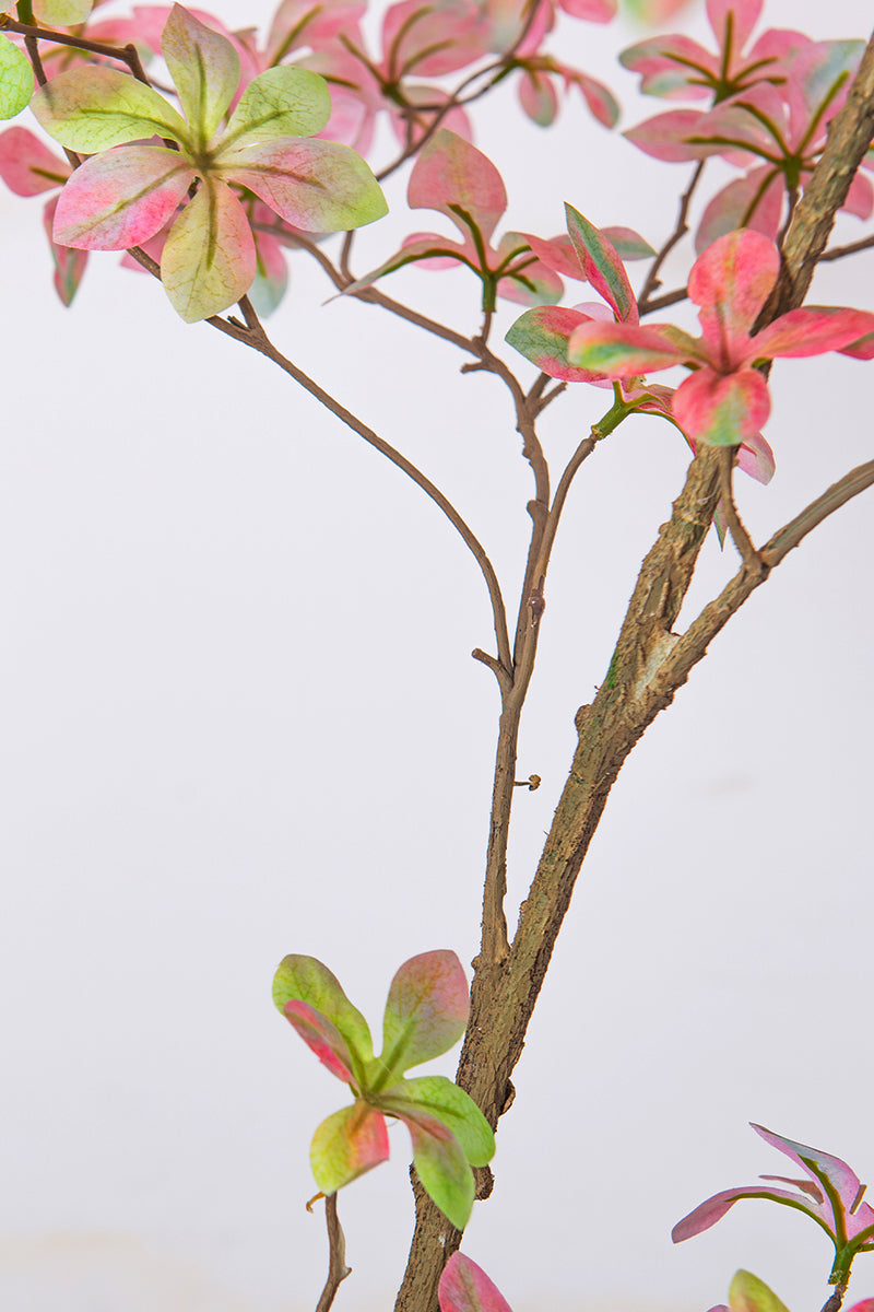 Enkianthus P: with Pink Leaves and Tall Black Planter