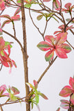 Enkianthus P: with Pink Leaves and Tall Black Planter
