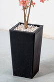 Enkianthus P: with Pink Leaves and Tall Black Planter