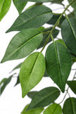 Ficus A: Kunst Ficusboom met Realistische Stam en Zijden Bladeren