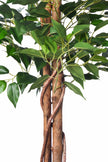 Ficus B: Artificial Ficus Tree with Cascading Vines and Silk Leaves