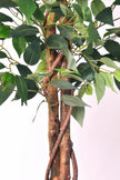 Ficus B: Artificial Ficus Tree with Cascading Vines and Silk Leaves