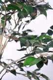 Ficus C: Artificial Ficus Tree with Mini Silk Leaves and Fine Branching