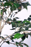 Ficus C: Artificial Ficus Tree with Mini Silk Leaves and Fine Branching