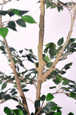 Ficus C: Artificial Ficus Tree with Mini Silk Leaves and Fine Branching