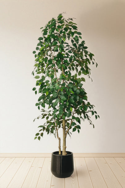 Ficus D: Artificial Ficus Tree with Ultra Dense, Three Dimensional Foliage