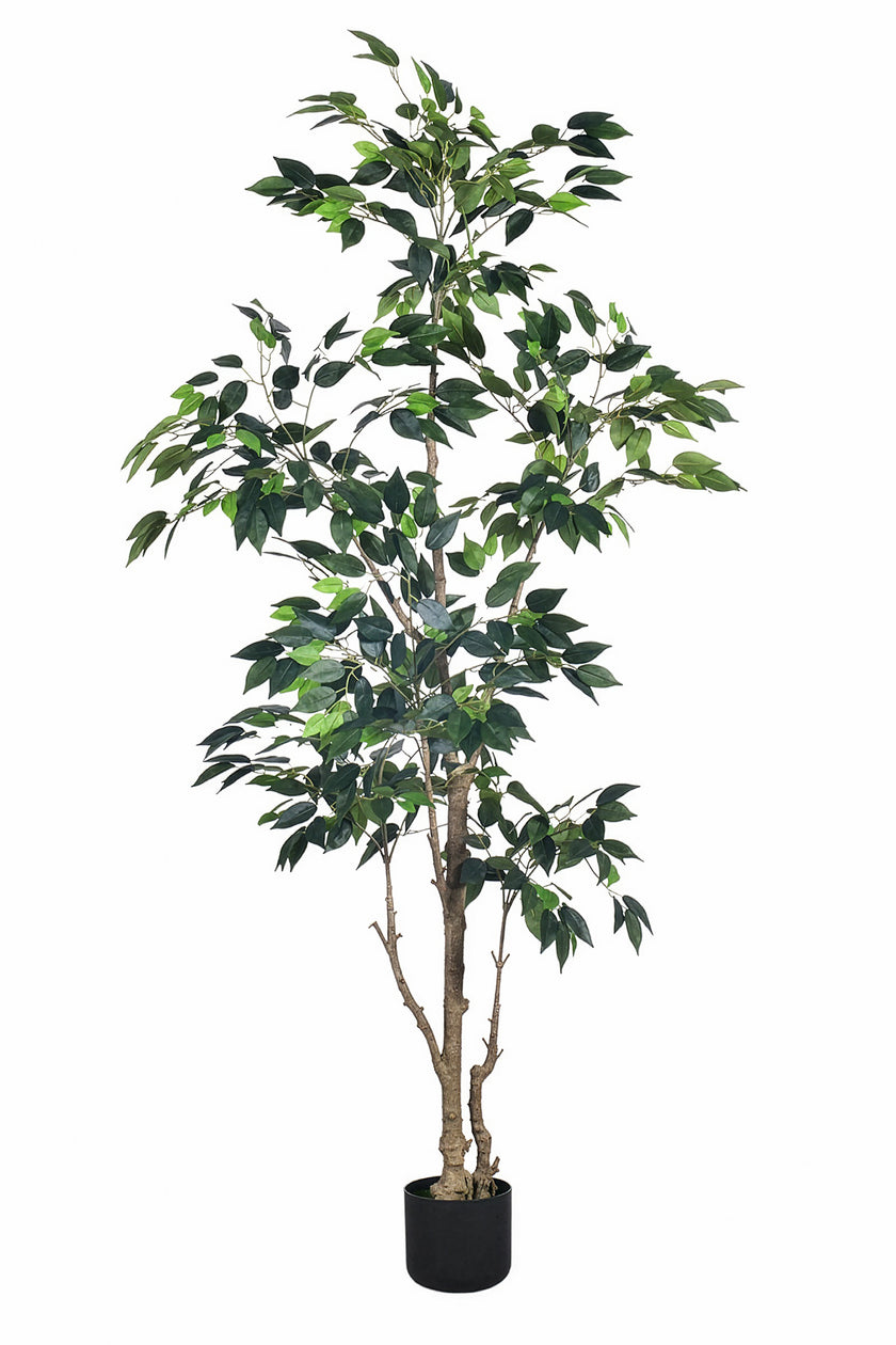 Ficus E: Artificial Ficus Tree with Multiple Branches and Dense Foliage