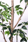 Ficus E: Artificial Ficus Tree with Multiple Branches and Dense Foliage