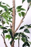 Ficus E: Artificial Ficus Tree with Multiple Branches and Dense Foliage