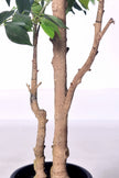 Ficus E: Artificial Ficus Tree with Multiple Branches and Dense Foliage