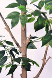 Ficus E: Artificial Ficus Tree with Multiple Branches and Dense Foliage
