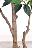 Ficus E: Artificial Ficus Tree with Multiple Branches and Dense Foliage
