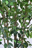 Ficus F 2.3m: Large Artificial Banyan-Style Ficus Tree with Aged Trunk