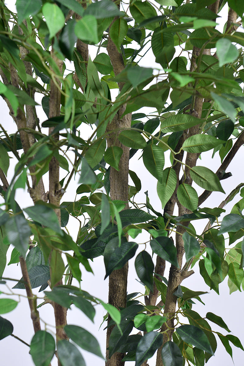 Ficus F 2.3m: Large Artificial Banyan-Style Ficus Tree with Aged Trunk