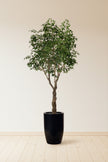 Ficus F 2.8m: Large Artificial Banyan-Style Ficus Tree with Aged Trunk