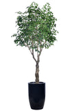 Ficus F 2.8m: Large Artificial Banyan-Style Ficus Tree with Aged Trunk