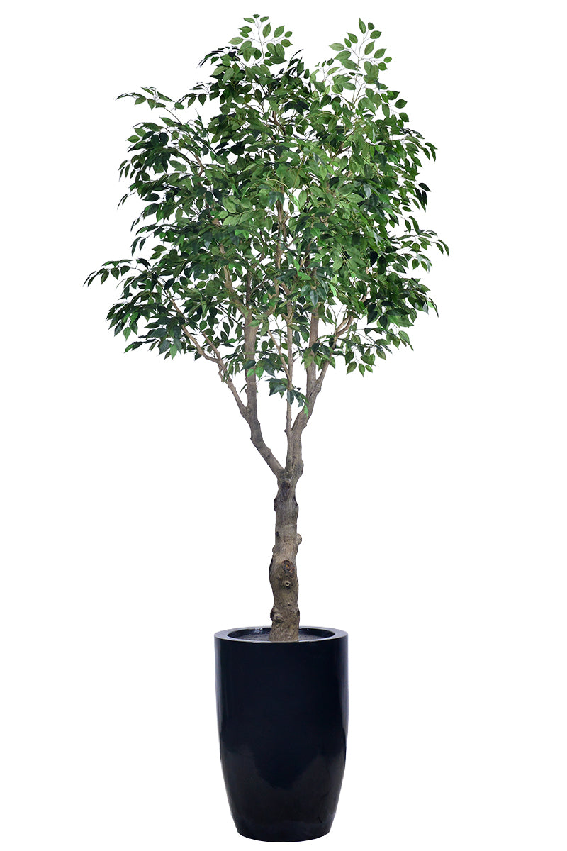 Ficus F 2.8m: Large Artificial Banyan-Style Ficus Tree with Aged Trunk