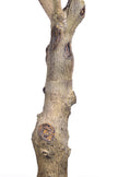 Ficus F 2.8m: Large Artificial Banyan-Style Ficus Tree with Aged Trunk