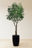 Ficus F: Large Artificial Banyan-Style Ficus Tree with Aged Trunk