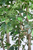 Ficus F 2.8m: Large Artificial Banyan-Style Ficus Tree with Aged Trunk