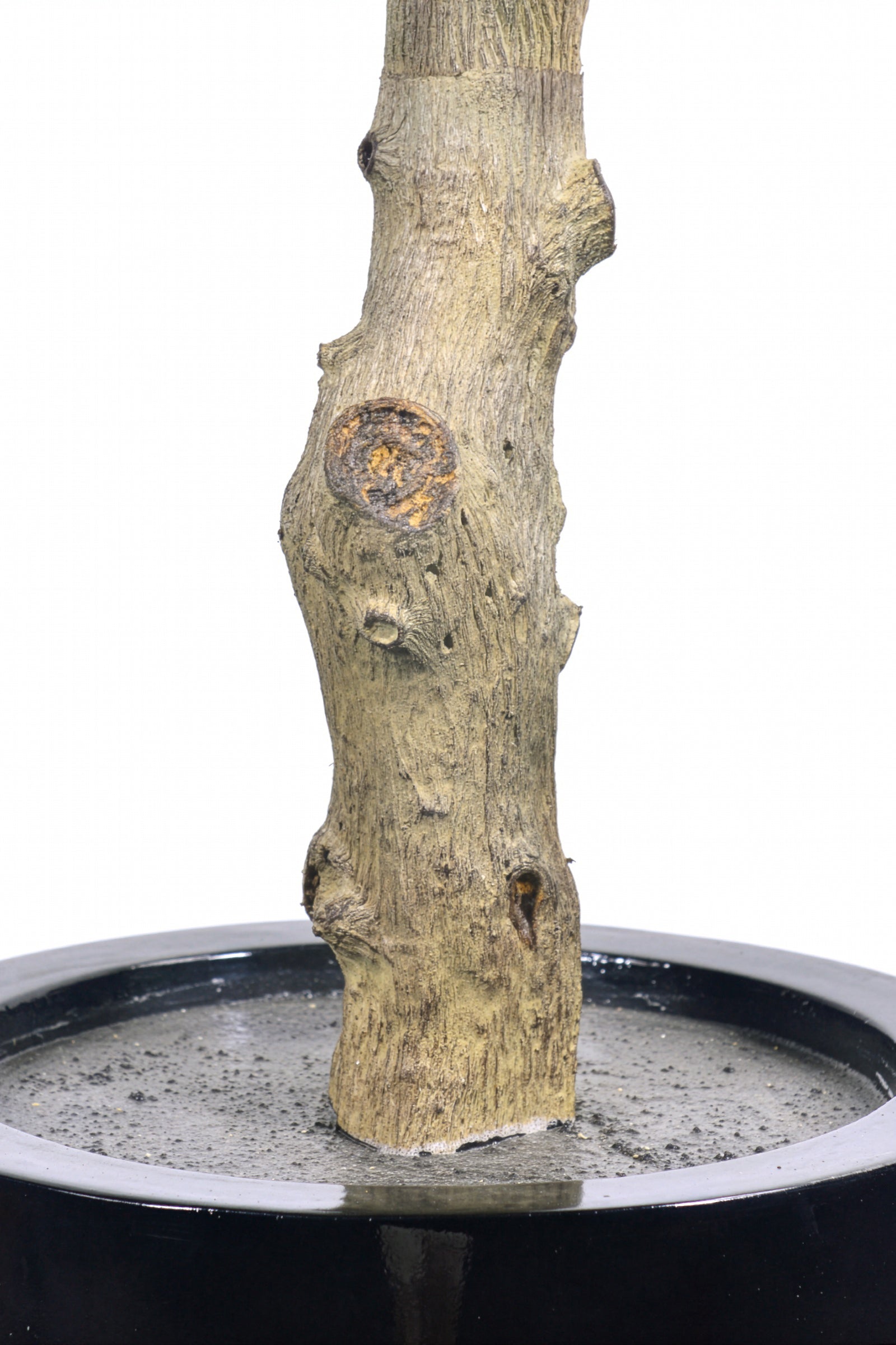 Ficus F: Large Artificial Banyan-Style Ficus Tree with Aged Trunk