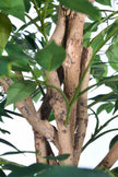 Ficus G: Artificial Ficus Tree with Multiple Natural-Style Trunks