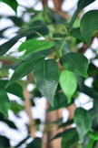 Ficus G: Artificial Ficus Tree with Multiple Natural-Style Trunks