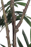 Ficus W: Artificial Ficus Tree with Elegant Willow‑Leaf Foliage