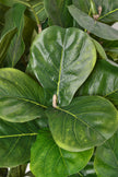 Fiddle E: Artificial Fiddle Leaf Fig Tree with Large Textured Leaves