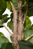 Fiddle E: Kunstmatige Vioolbladplant met Grote, Getextureerde Bladeren