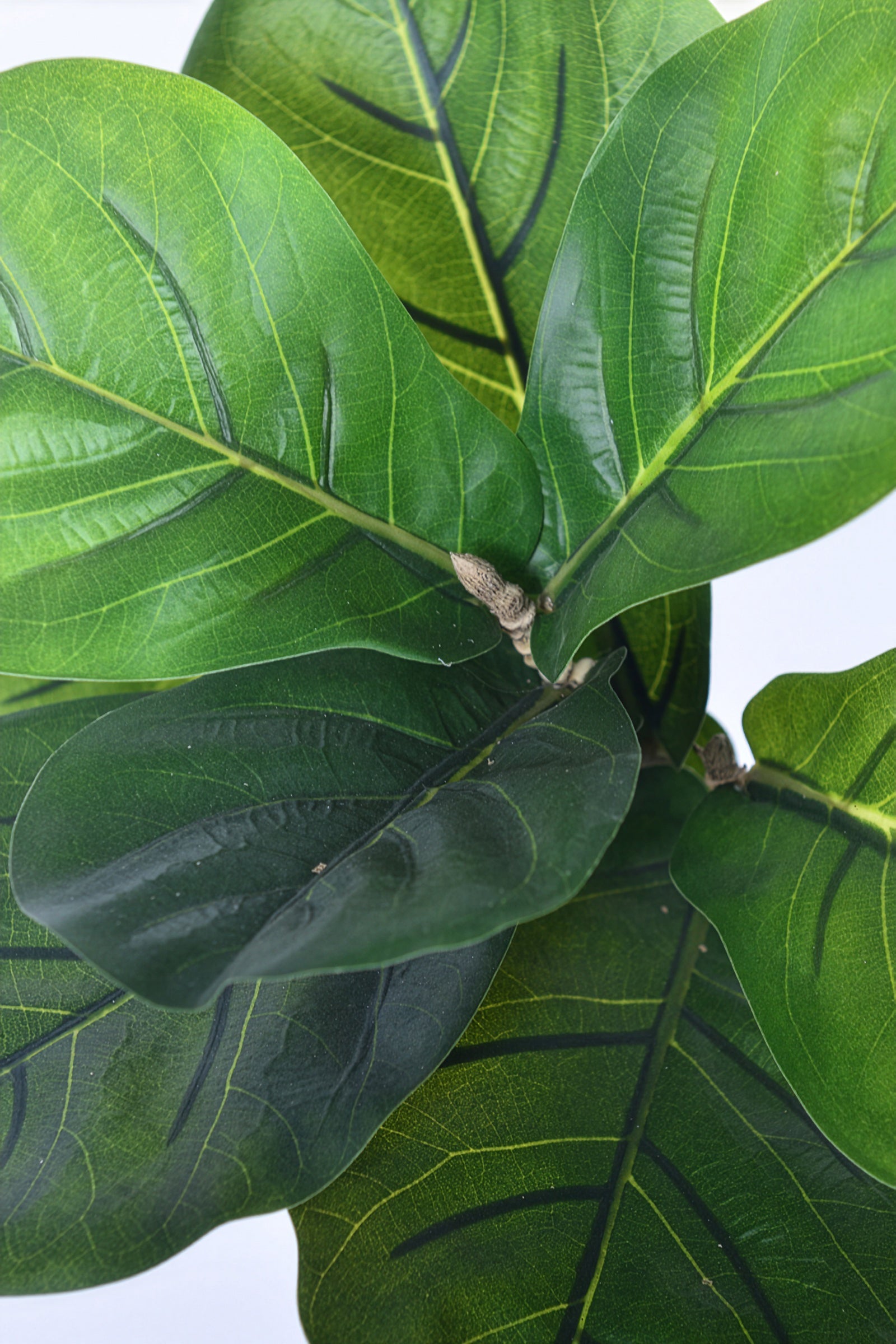 Fiddle K: Artificial Multi-Branch Fiddle Leaf Fig Tree with Thick Leaves