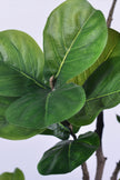Fiddle K: Artificial Multi-Branch Fiddle Leaf Fig Tree with Thick Leaves