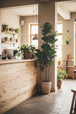 Fiddle M: Artificial Fiddle Leaf Fig Tree with Triple Trunks and Pot