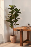 Fiddle M: Artificial Fiddle Leaf Fig Tree with Triple Trunks and Pot