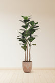 Fiddle M: Artificial Fiddle Leaf Fig Tree with Triple Trunks and Pot