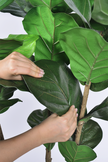 Fiddle M: Artificial Fiddle Leaf Fig Tree with Triple Trunks and Pot