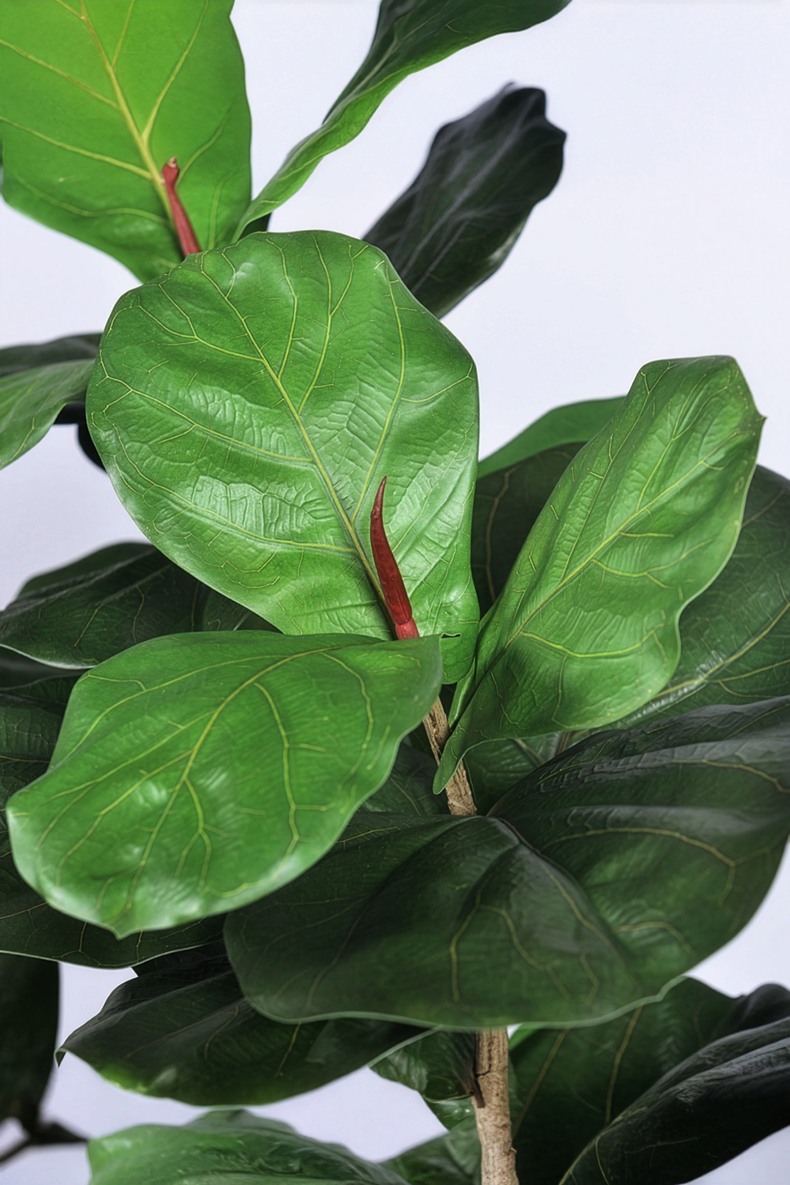 Fiddle M : Figuier artificiel Fiddle Leaf à trois troncs et pot