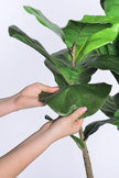 Fiddle M: Artificial Fiddle Leaf Fig Tree with Triple Trunks and Pot
